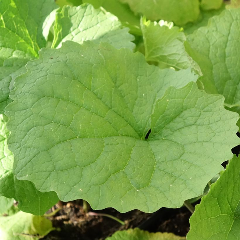 Alliaria petiolata - Alliaria comune (Foliage)
