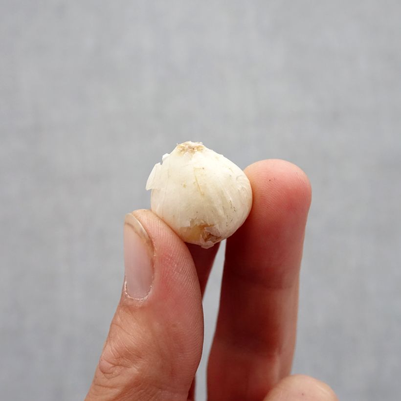 Esemplare di Porro perenne Bulbo taglia 6+ come consegnato in autunno