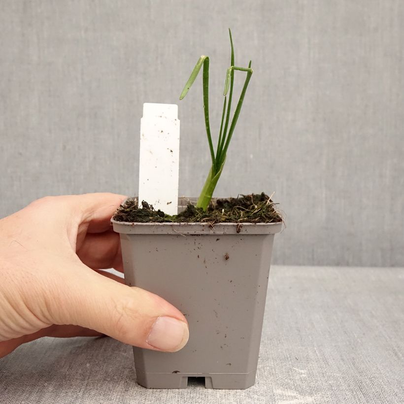 Allium amplectens Graceful Beauty - Aglio ornamentale Vasetto da 8/9 cm taglia 4+ esemplare consegnato in inverno