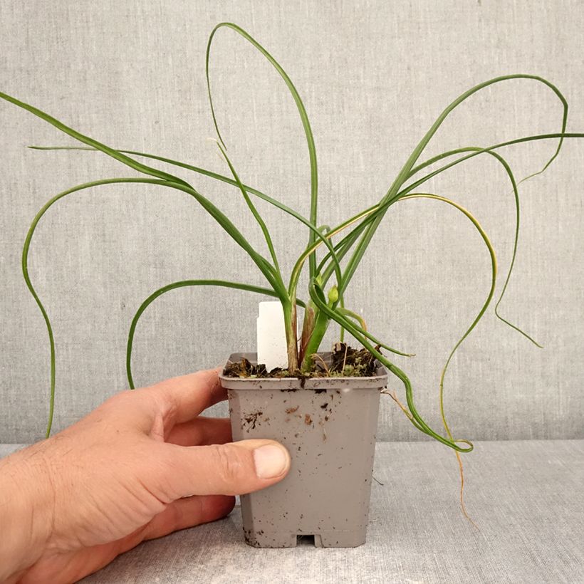Allium amplectens Graceful Beauty - Aglio ornamentale Vasetto da 8/9 cm taglia 4+ esemplare consegnato in primavera