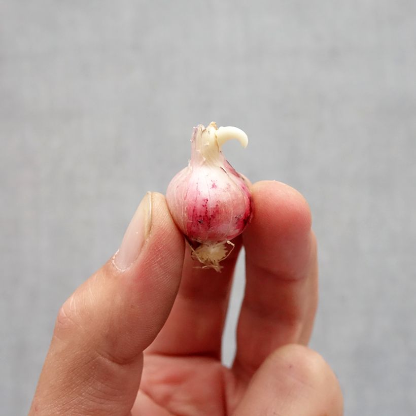 Esemplare di Allium carolinianum Rosy Dream - Aglio ornamentale Bulbo taglia 6+ come consegnato in autunno