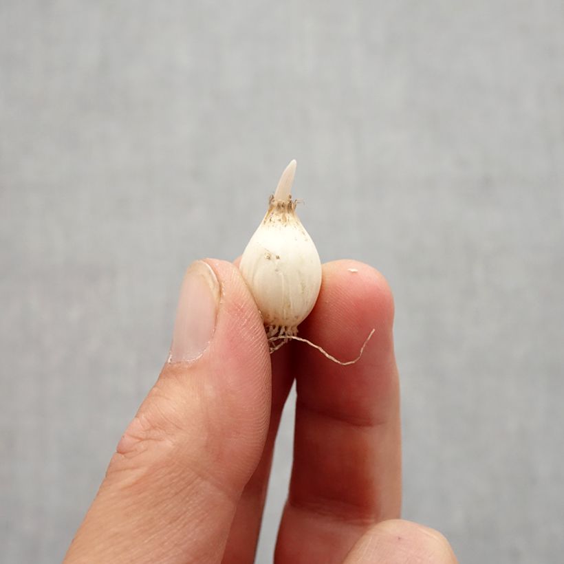 Esemplare di Allium chloranthum Yellow Fantas - Aglio ornamentale Bulbo taglia 6+ come consegnato in autunno