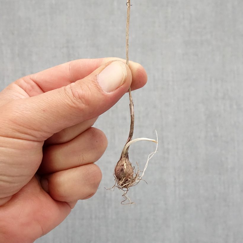 Esemplare di Allium flavum - Aglio giallo Bulbo taglia I come consegnato in autunno