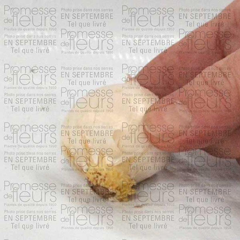 Esempio di esemplare Allium karataviense - Aglio ornamentale Bulbo taglia 10+ come consegnato
