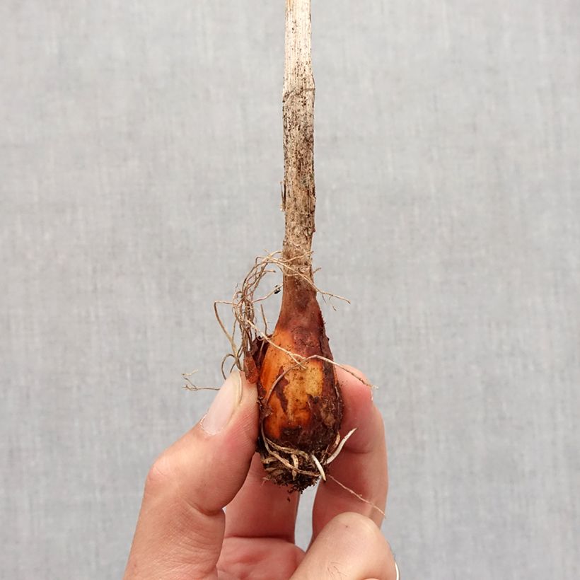 Esemplare di Allium obliquum - Aglio ornamentale Bulbo taglia I come consegnato in autunno