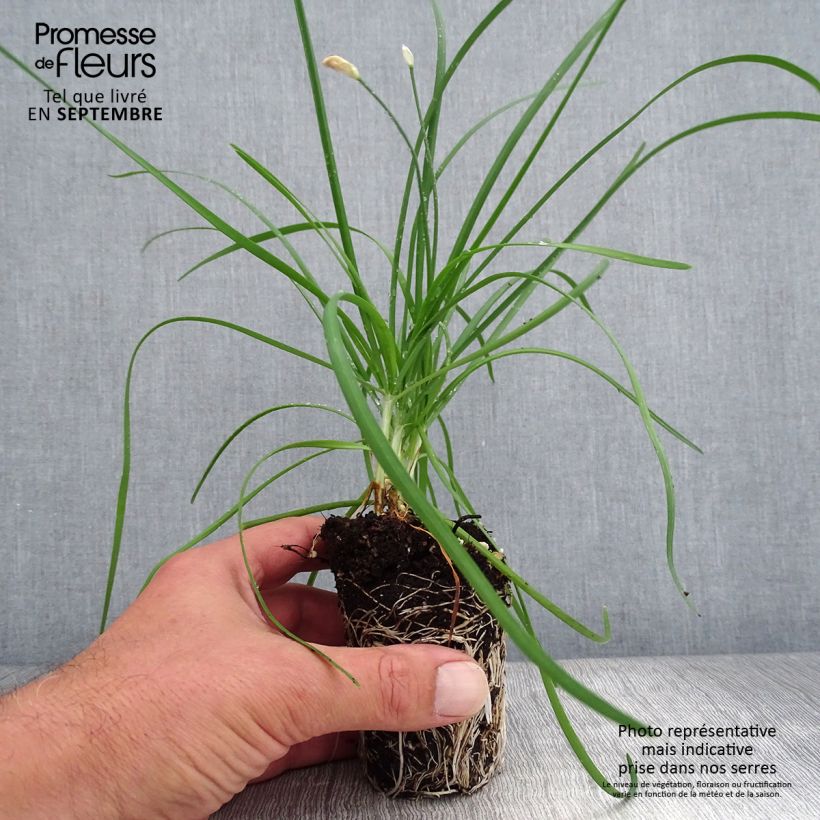 Esemplare di Aglio cinese Cliffs of Dover mini zolla... come consegnato in autunno