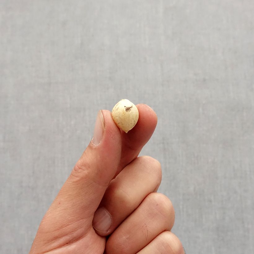 Esemplare di Allium zebdanense - Aglio ornamentale Bulbo taglia 4+ come consegnato in autunno