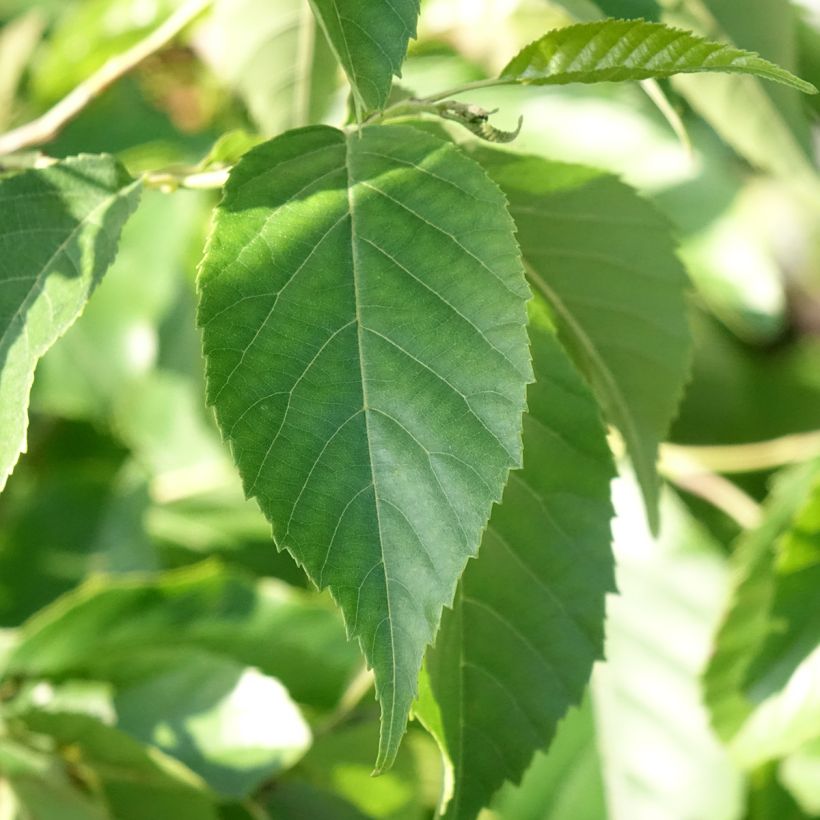 Alnus spaethii - Ontano (Foliage)