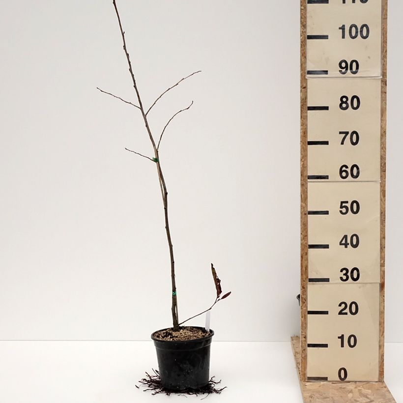 Alnus spaethii - Aulne de Spaeth Pot de 3L/4L esemplare consegnato in inverno