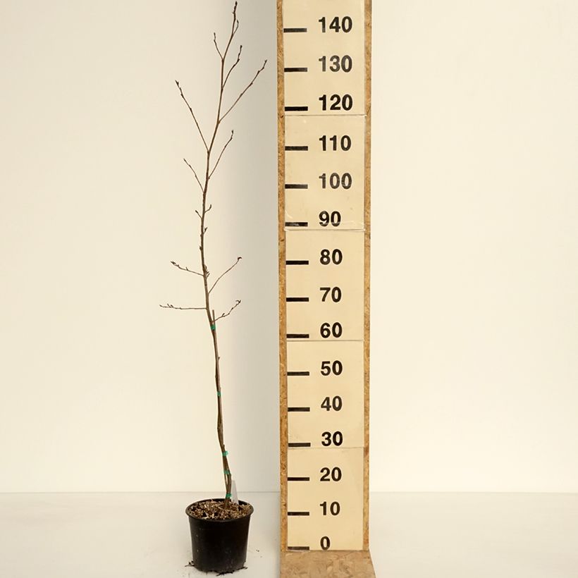 Example of Alnus spaethii - Ontano Vaso da 3L/4L as you get in printemps