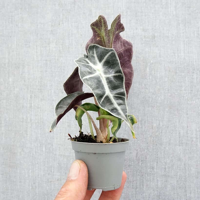 Alocasia Amazonica Dwarf - Orecchie d'Elefante mini-pianta esemplare consegnato in primavera