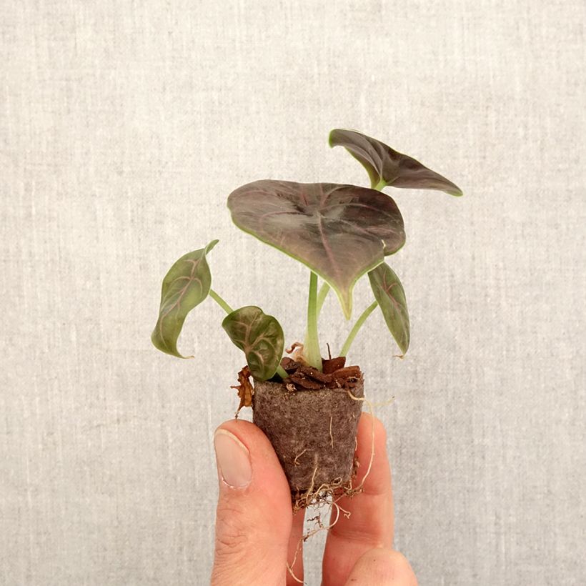 Alocasia azlanii - Orecchie d'Elefante mini-pianta esemplare consegnato in primavera