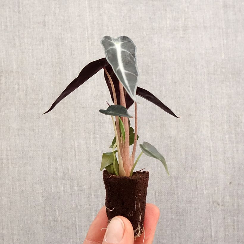 Alocasia Bambino - Orecchie d'Elefante mini-pianta esemplare consegnato in primavera