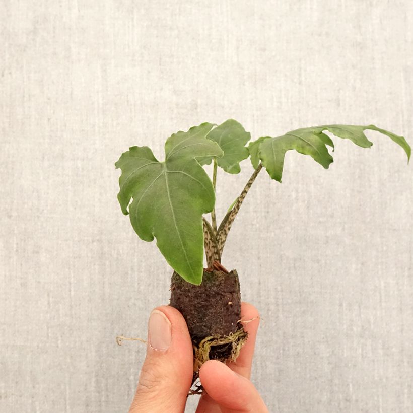 Example of Alocasia brancifolia - Orecchie d'Elefante mini-pianta as you get in printemps