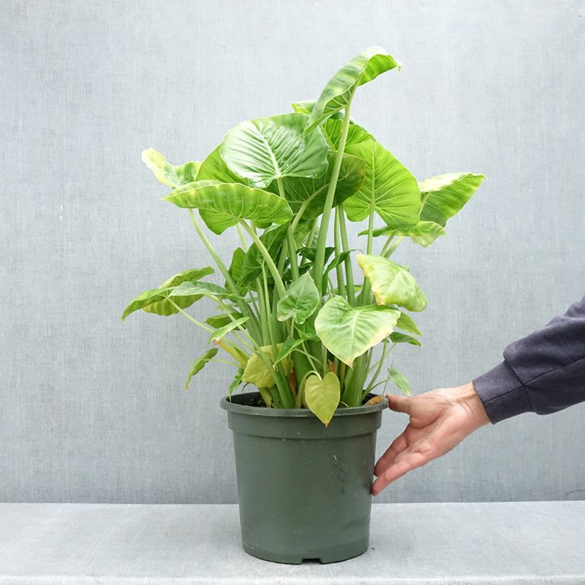 Alocasia Calidora - Orecchie d'Elefante Vaso da 7,5L/10L esemplare consegnato in primavera
