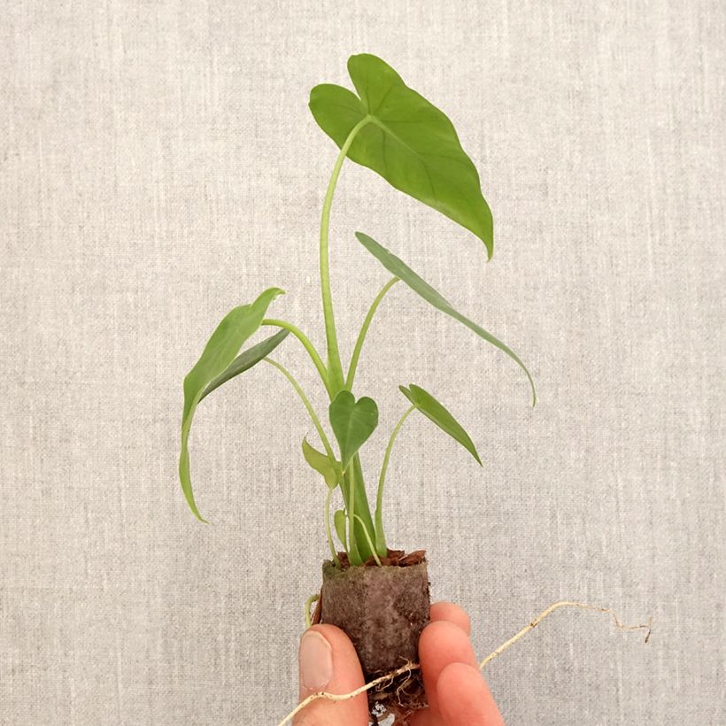 Alocasia California - Orecchie d'Elefante mini-pianta esemplare consegnato in primavera