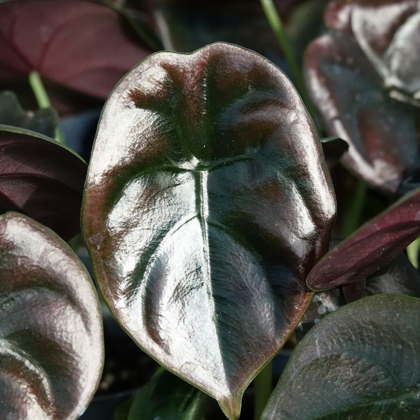 Alocasia cuprea Red - Orecchie d'Elefante (Fogliame)