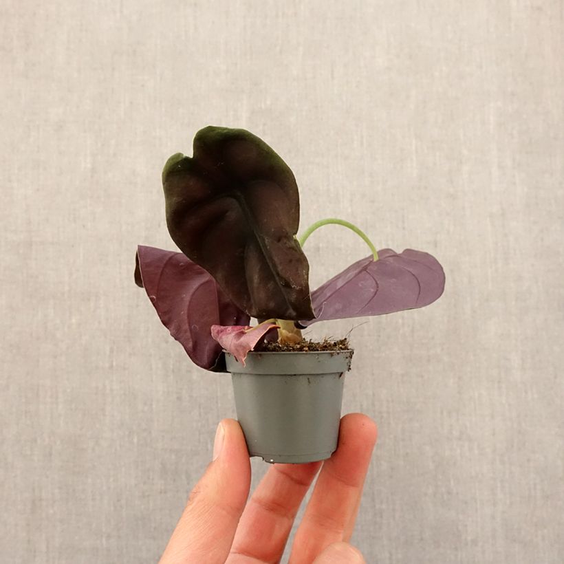 Alocasia cuprea Red - Orecchie d'Elefante mini-pianta esemplare consegnato in primavera