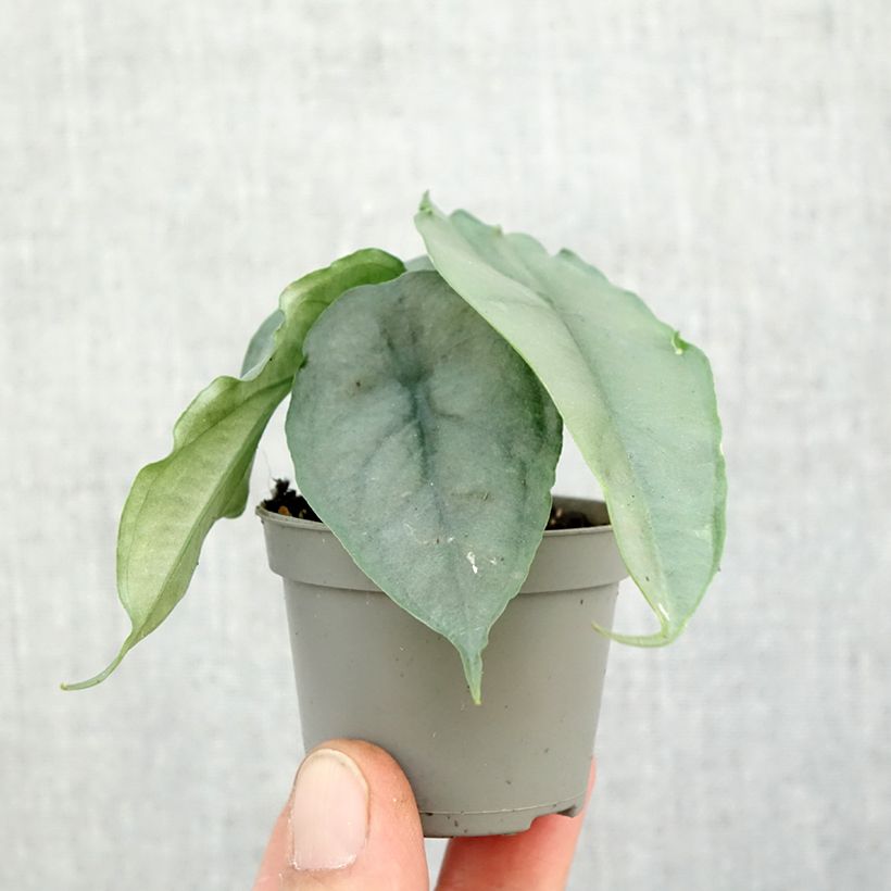 Esemplare di Alocasia Dragon's Breath - Orecchie d'Elefante mini-pianta come consegnato in autunno