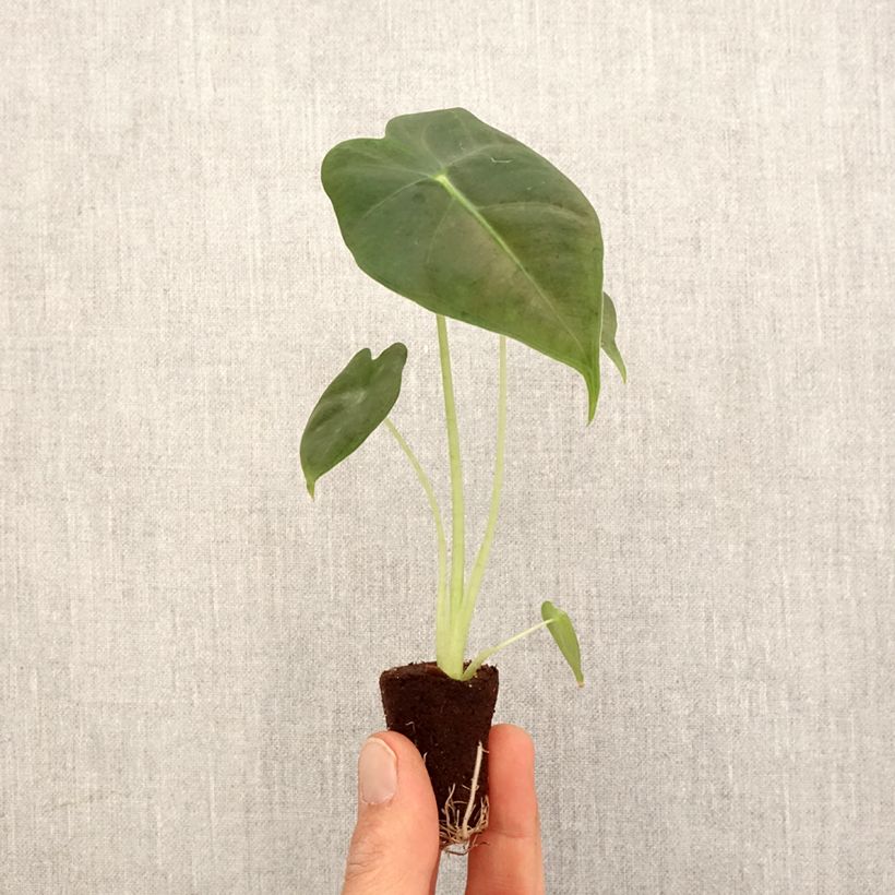 Alocasia Frydek - Orecchie d'Elefante mini-pianta esemplare consegnato in primavera