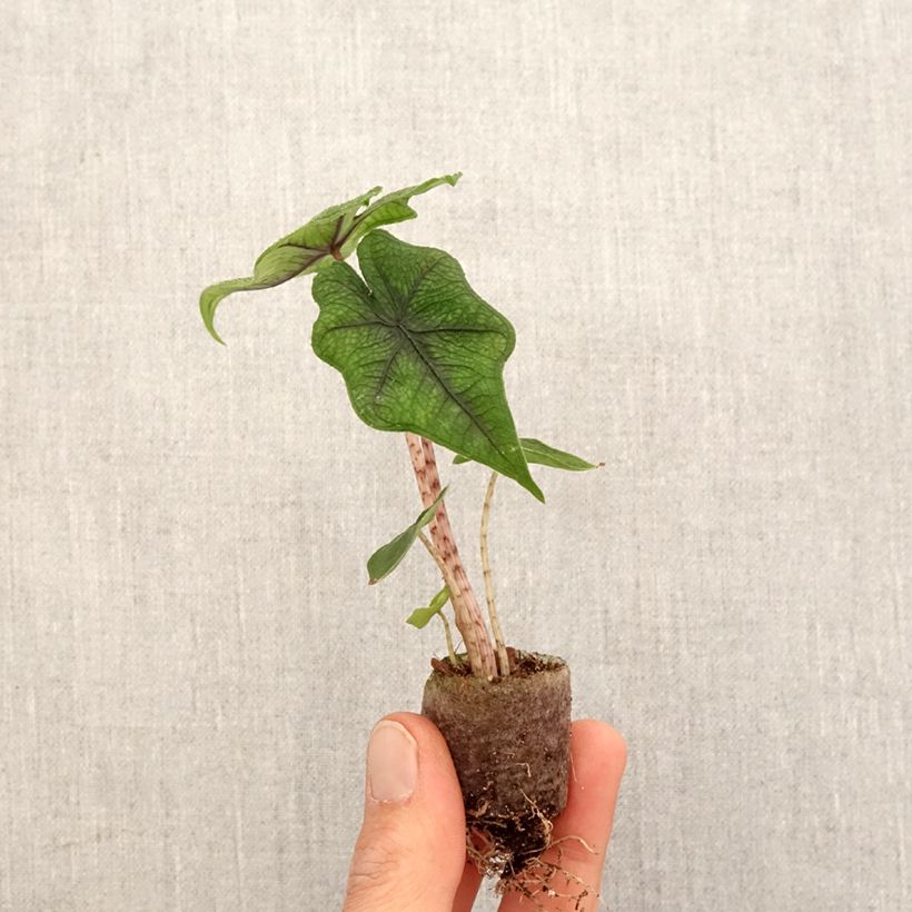 Example of Alocasia Jacklyn - Orecchie d'Elefante mini-pianta as you get in printemps