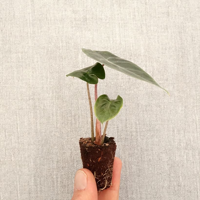 Alocasia Pink Dragon - Orecchie d'Elefante mini-pianta esemplare consegnato in primavera