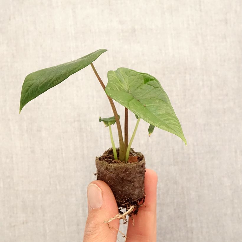 Example of Alocasia scalprum - Orecchie d'Elefante mini-pianta as you get in printemps