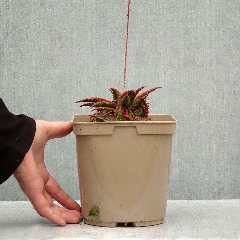 Esemplare di Aloe Christmas Carol Vaso da 3L/4L come consegnato in autunno