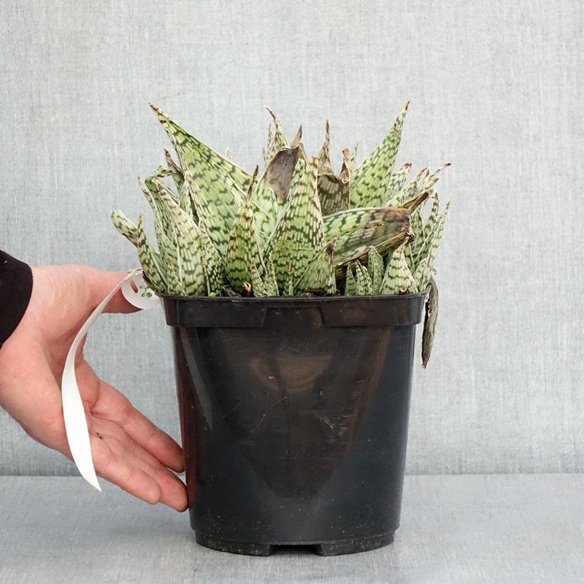 Aloe Delta Lights Vaso da 3L/4L esemplare consegnato in inverno