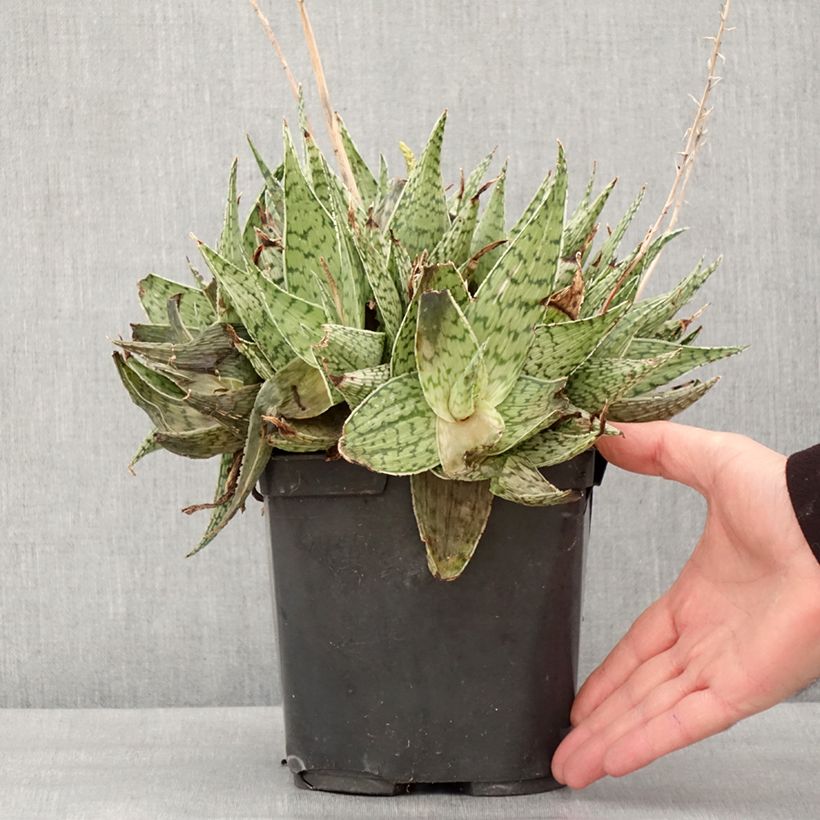 Example of Aloe harlana Vaso da 3L/4L as you get in hiver