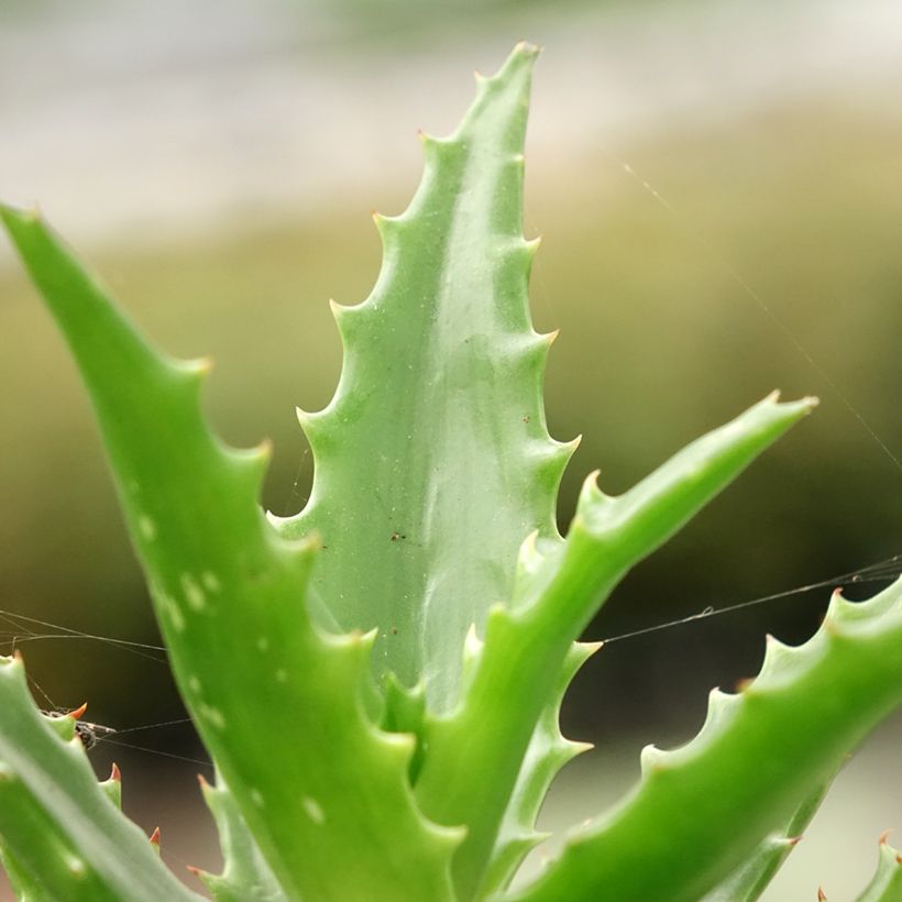 Aloe morogoroensis (Foliage)