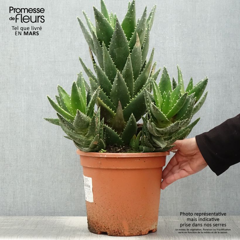 Example of Aloe perfoliata Vaso da 7,5L/10L as you get in printemps