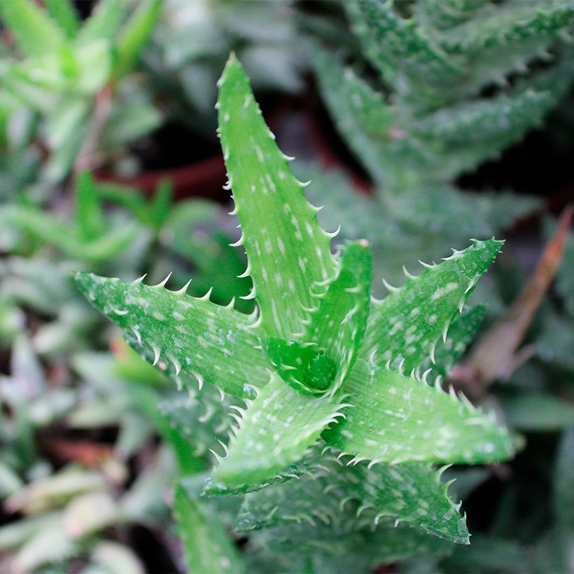 Aloe squarrosa (Foliage)