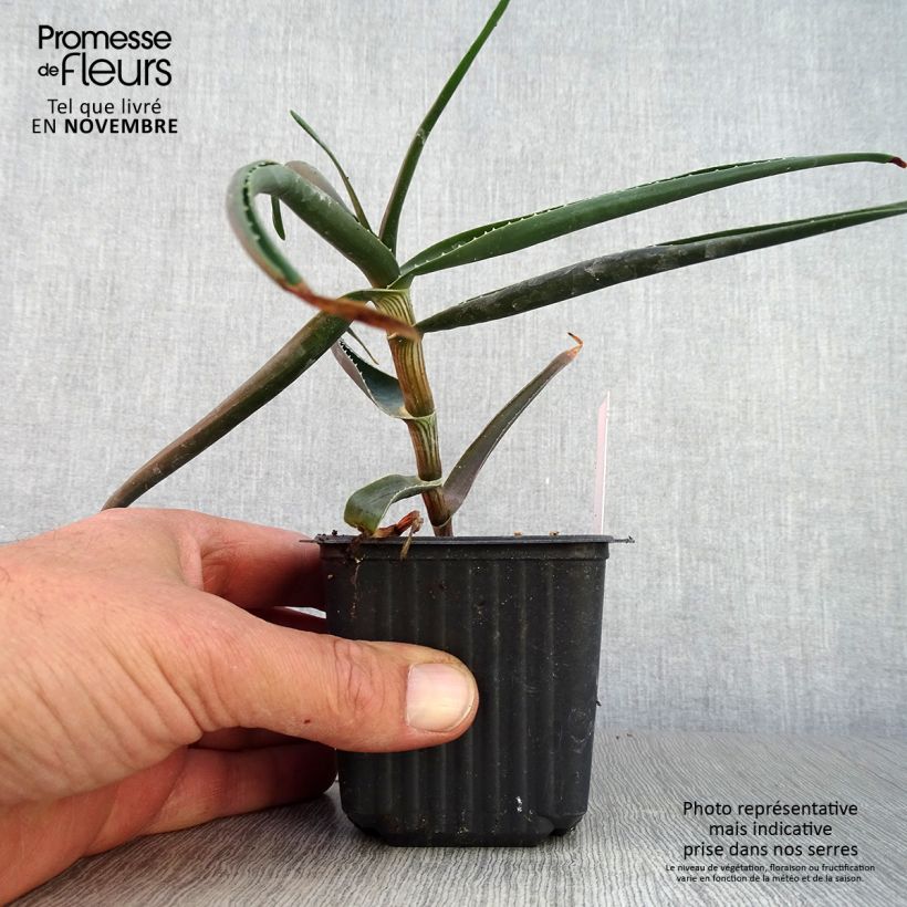 Esemplare di Aloe striatula ArticJungle - Aloès arbustif Godet de 8/9 cm come consegnato in autunno