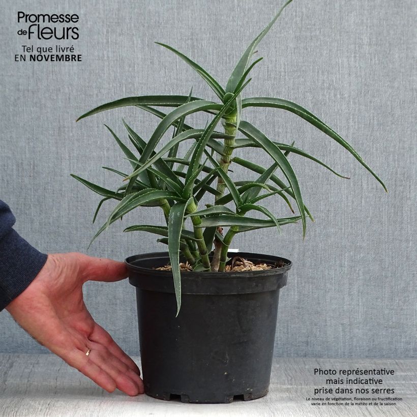 Esemplare di Aloe striatula Vaso da 2L/3L come consegnato in autunno