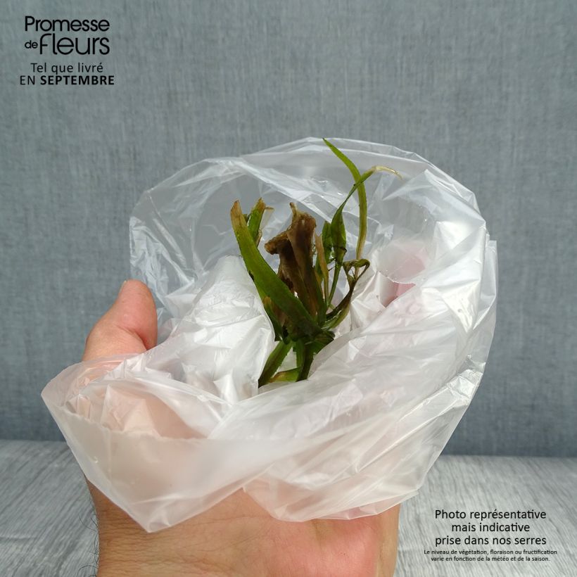 Esemplare di Stratiotes aloïdes - Scargia Confezione come consegnato in autunno