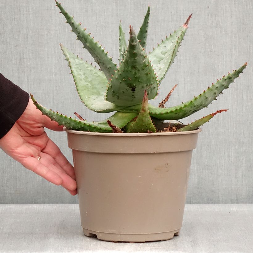 Example of Aloe ferox Vaso da 4L/5L as you get in hiver