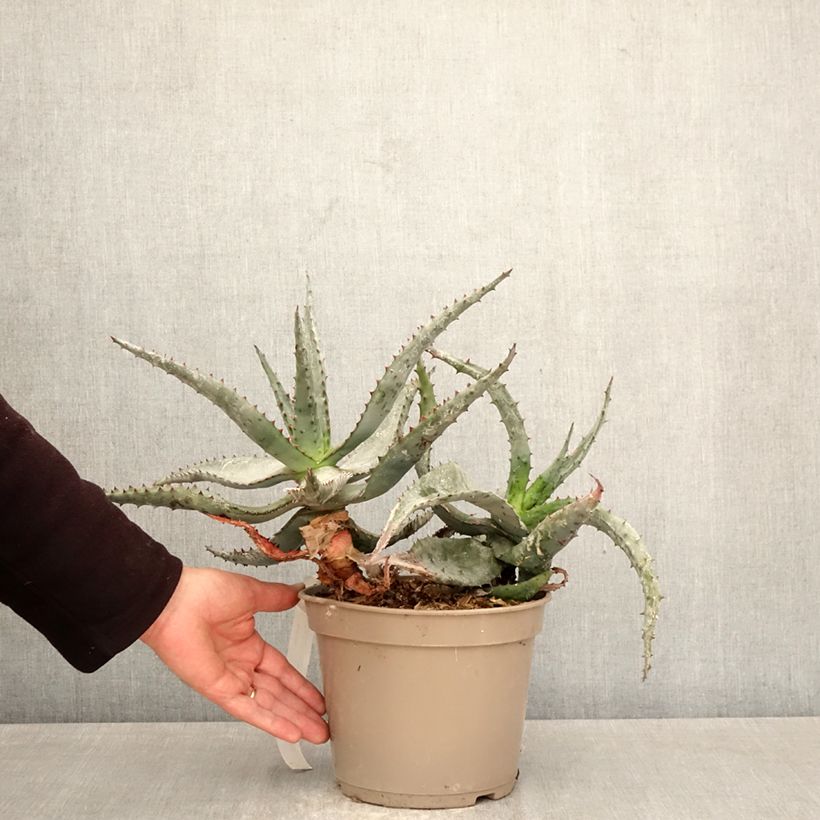 Aloe ferox Vaso da 4L/5L esemplare consegnato in primavera