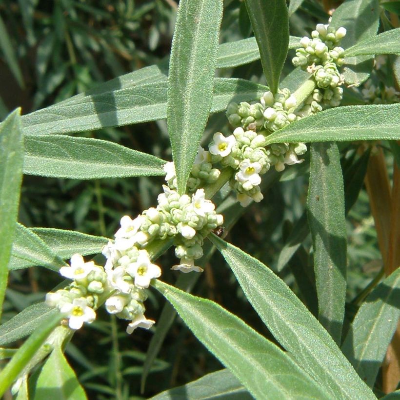 Aloysia polystachia (Flowering)