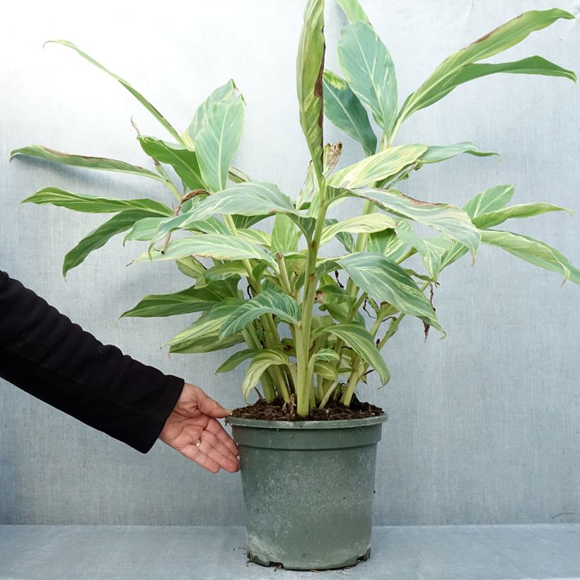 Esemplare di Alpinia zerumbet Variegata - Giglio rosa di porcellana Vaso da 4L/5L come consegnato in autunno
