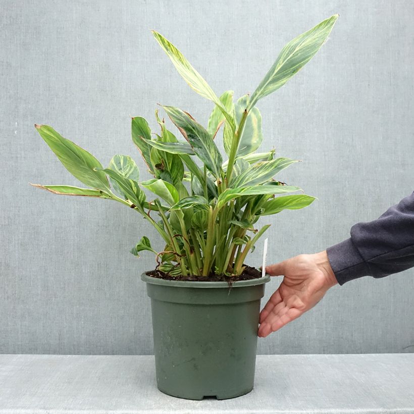 Alpinia zerumbet Variegata - Giglio rosa di porcellana Vaso da 4L/5L esemplare consegnato in primavera