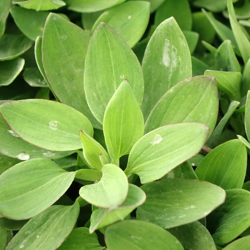 Alstroemeria Duc d'Anjou Arthur (Fogliame)