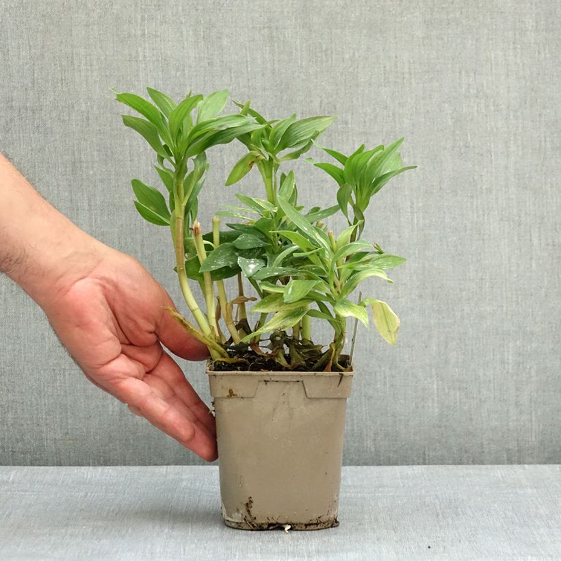 Alstroemeria Duc d'Anjou François Vaso da 1L/1,5L esemplare consegnato in primavera