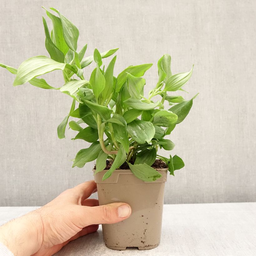 Alstroemeria Duc d'Anjou Jean Vaso da 1L/1,5L esemplare consegnato in primavera