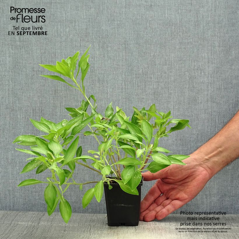 Esemplare di Alstroemeria Duc d'Anjou Louis Vasetto da 8/9 cm come consegnato in autunno
