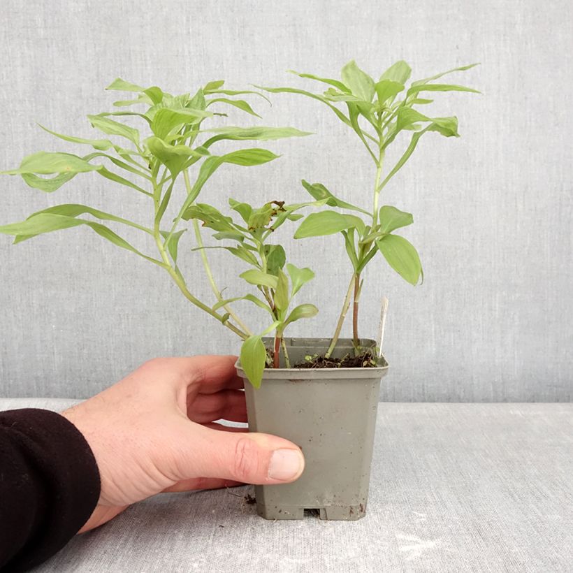 Example of Alstroemeria Duc d'Anjou Louis Vasetto da 8/9 cm as you get in hiver