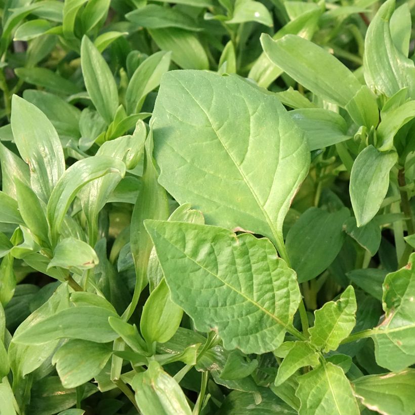 Alstroemeria Duc d'Anjou Nicolas (Fogliame)