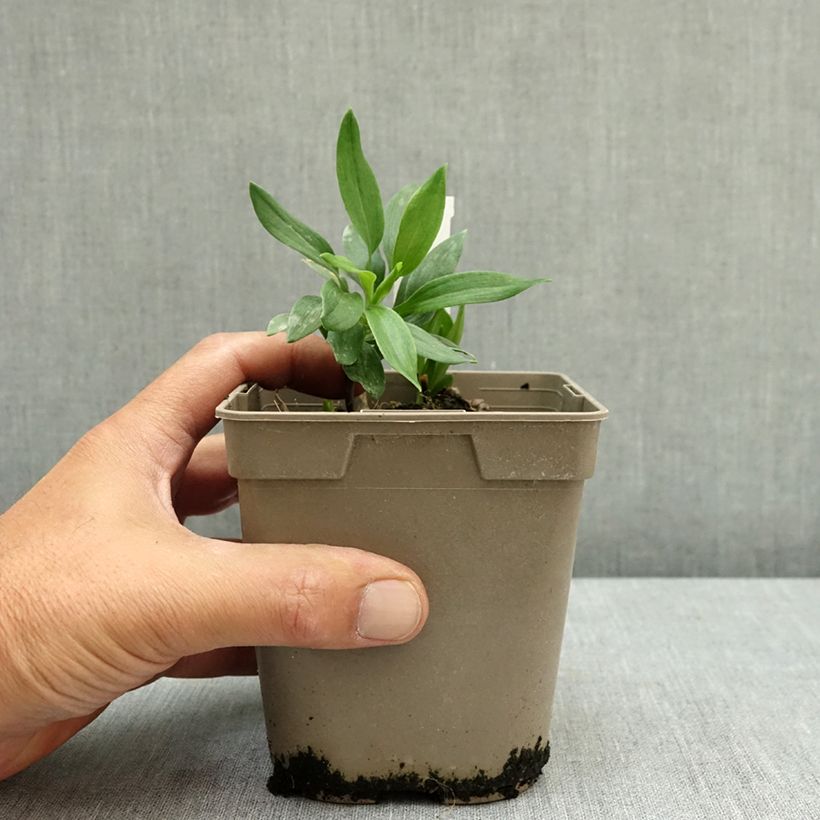 Esemplare di Alstroemeria Duc d'Anjou Nicolas Vaso da 1L/1,5L consegnato in estate