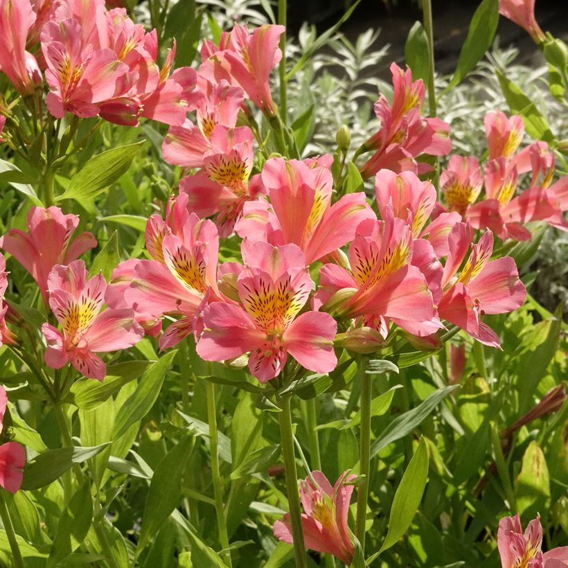 Alstroemeria Duc d'Anjou Pierre (Porto)