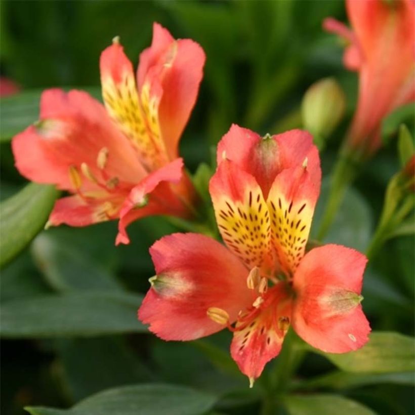 Alstroemeria Duchesses Aliénor (Flowering)